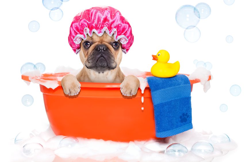 First Dog Wash in Katy, TX is NOW OPEN! » Patsy's Pet Market