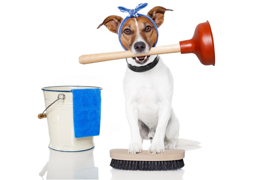 Cleaning Supplies Collection Drive » Patsy's Pet Market