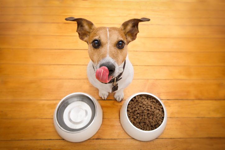 What's in your dog/cats bowl? – Part 2: Canine Enrichment Feeding