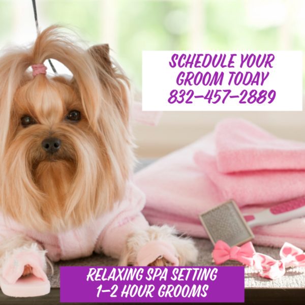 Dog Grooming in Katy TX » Patsy's Pet Market